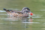 Wood Ducks  Wood Ducks : Wood Ducks