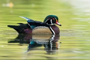 Wood Ducks  Wood Ducks : Wood Ducks