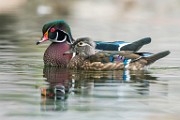 Wood Ducks  Wood Ducks : Wood Ducks