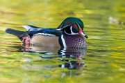 Wood Ducks  Wood Ducks : Wood Ducks