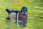 Wood Ducks  Wood Ducks : Wood Ducks