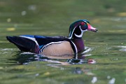 Wood Ducks  Wood Ducks : Wood Ducks