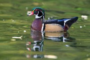 Wood Ducks  Wood Ducks : Wood Ducks