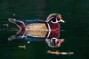 Wood Ducks  Wood Ducks : Wood Ducks