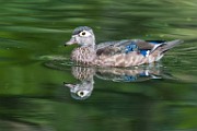 Wood Ducks  Wood Ducks : Wood Ducks