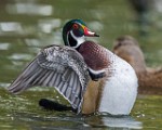 Wood Ducks  Wood Ducks : Wood Ducks