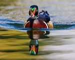 Wood Ducks  Wood Ducks : Wood Ducks