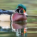 Wood Ducks  Wood Ducks : Wood Ducks