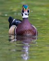 Wood Ducks  Wood Ducks : Wood Ducks