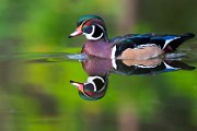 Wood Ducks  Wood Ducks : Wood Ducks