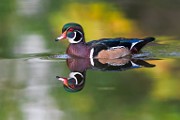 Wood Ducks  Wood Ducks : Wood Ducks