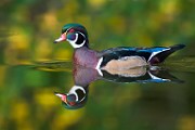 Wood Ducks  Wood Ducks : Wood Ducks