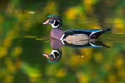 Wood Ducks  Wood Ducks : Wood Ducks