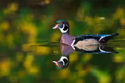 Wood Ducks  Wood Ducks : Wood Ducks