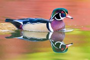 Wood Ducks  Wood Ducks : Wood Ducks