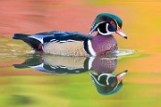 Wood Ducks  Wood Ducks : Wood Ducks