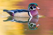 Wood Ducks  Wood Ducks : Wood Ducks