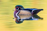Wood Ducks  Wood Ducks : Wood Ducks