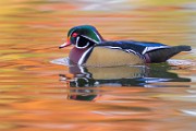 Wood Ducks  Wood Ducks : Wood Ducks