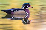 Wood Ducks  Wood Ducks : Wood Ducks
