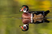Wood Ducks  Wood Ducks : Wood Ducks