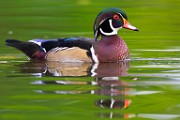 Wood Ducks  Wood Ducks : Wood Ducks