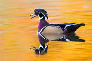 Wood Ducks  Wood Ducks : Wood Ducks