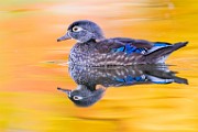 Wood Ducks  Wood Ducks : Wood Ducks