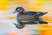 Wood Ducks  Wood Ducks : Wood Ducks