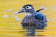 Wood Ducks  Wood Ducks : Wood Ducks