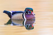 Wood Ducks  Wood Ducks : Wood Ducks