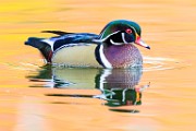 Wood Ducks  Wood Ducks : Wood Ducks