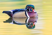 Wood Ducks  Wood Ducks : Wood Ducks