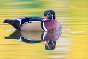 Wood Ducks  Wood Ducks : Wood Ducks
