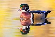 Wood Ducks  Wood Ducks : Wood Ducks