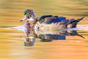Wood Ducks  Wood Ducks : Wood Ducks