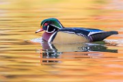 Wood Ducks  Wood Ducks : Wood Ducks