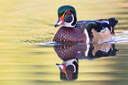 Wood Ducks  Wood Ducks : Wood Ducks