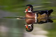 Wood Ducks  Wood Ducks : Wood Ducks