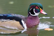 Wood Ducks  Wood Ducks : Wood Ducks