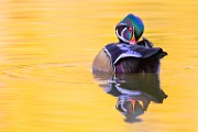 Wood Ducks  Wood Ducks : Wood Ducks