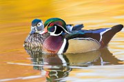 Wood Ducks  Wood Ducks : Wood Ducks
