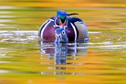 Wood Ducks  Wood Ducks : Wood Ducks