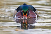 Wood Ducks  Wood Ducks : Wood Ducks