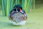 Wood Ducks  Wood Ducks : Wood Ducks
