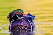Wood Ducks  Wood Ducks : Wood Ducks