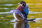 Wood Ducks  Wood Ducks : Wood Ducks