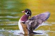 Wood Ducks  Wood Ducks : Wood Ducks