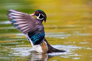 Wood Ducks  Wood Ducks : Wood Ducks