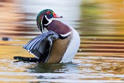 Wood Ducks  Wood Ducks : Wood Ducks